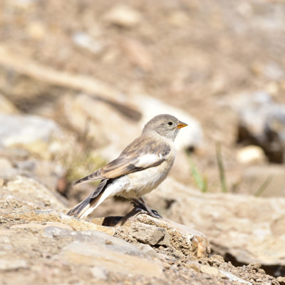Black Winged Snowfinch